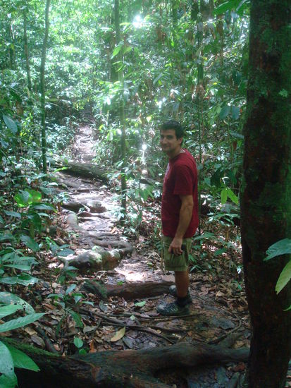 Es gibt auch schoene Junglewalks im Sepilok Orang Utan Sanctuary