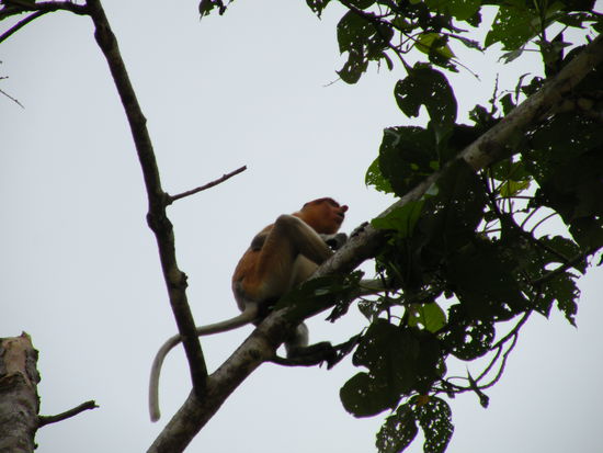 Proboscious Monkey (man beachte die haessliche Nase  )