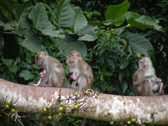 Affenmamas mit Nachwuchs