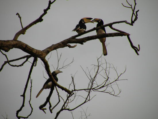 Hornbills, man sieht verschiedene Gattungen dieser wunderschoenen Voegel am Kinabantangan