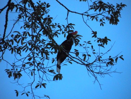 Auch ein Hornbill