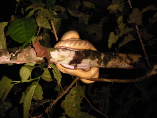 Auch eine Schlange hat unser Guide in der Nacht erspaeht