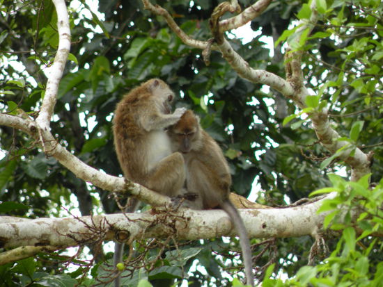 Makaken sieht man zu Hunderten am Flussufer