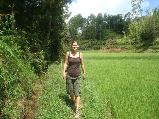 Spaziergang durch Reisfeld