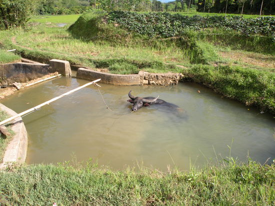 Wasserbueffel. Diese werden meistens als Opfertiere oder als "Kampfbueffel" gehalten.