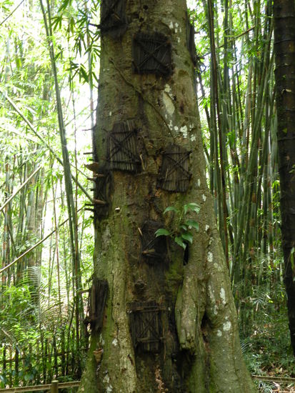 In !!! diesem Baum wurden Babys, die noch keine Milchzaehne haben begraben. Dazu wird ein Loch in den Baum gehauen und dann waechst der Baum wieder zu.