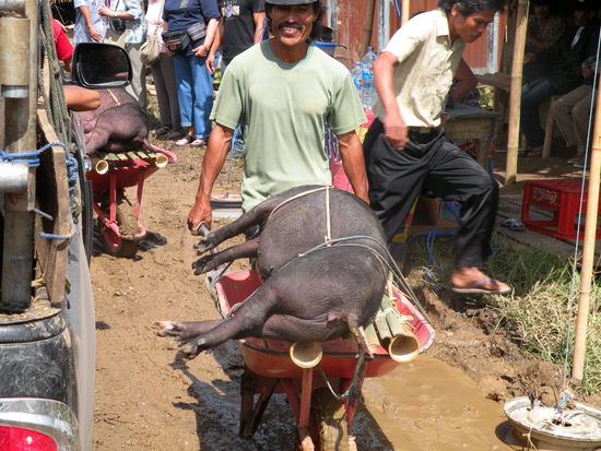 Dieser Mann hat ein Schwein erstanden