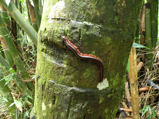 Tausendfuessler, giftig