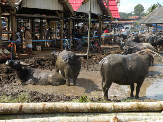 Bueffel. Sie werden so brutal angebunden damit ihre Nackenmuskeln staerker werden und sie so die besseren Kaempfer werden.