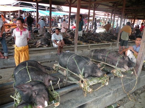 Viele Schweine zum Verkauf