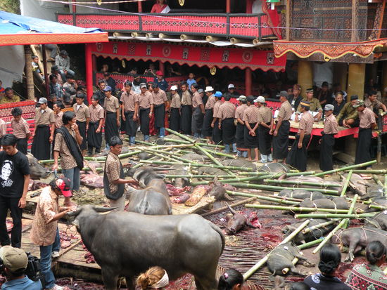 Die Tiere werden in den Kreis gebracht und spaeter, wenn die naechste Gruppe Gaeste kommt, wieder weggetragen. Es werden nicht alle aufs Mal geschlachtet, immer nur soviel um den Gaesten Fleisch zum Grillen mitzugeben, die rituelle Opferung erfolgt spaeter.