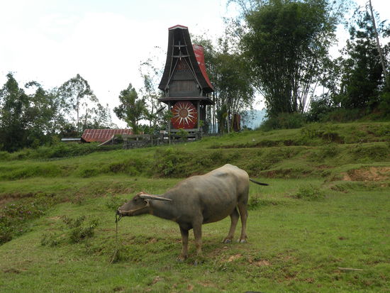 Hausgrab und Bueffel, typisch fuers Toraja Land