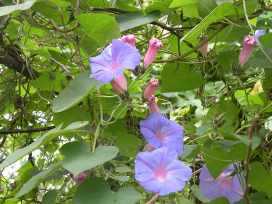 Ueberall bluehts in den schoensten Farben