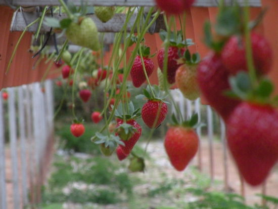 Erdbeerfarm
