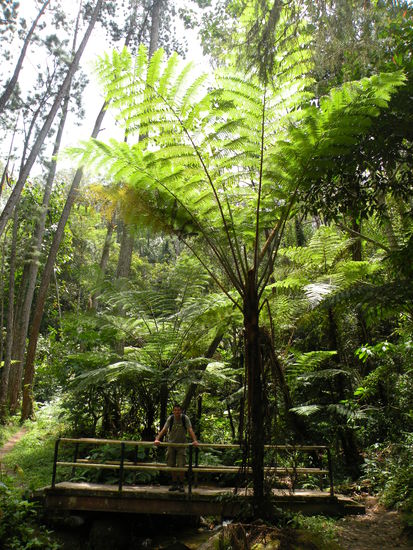 Solche Riesenfarne sehen wir immer wieder. Uns gefaellt die Landschaft einfach Supergut.
