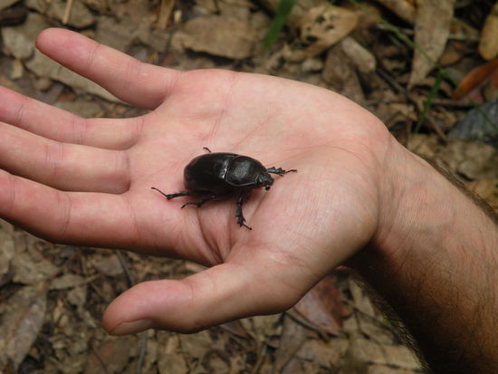 endlich sehen wir auch einmal einen grossen Kaefer, im Wald und nicht im Terrarium