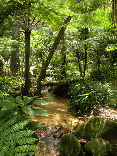 ... wie in einem Maerchenwald