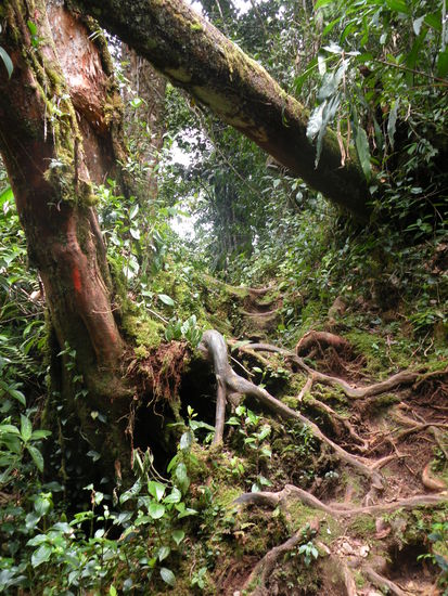 Eine Wanderung fuehrte uns auf den Gunung (Berg) Brinchang. Zu Beginn wars leicht und wir kamen schnell vorwaerts...