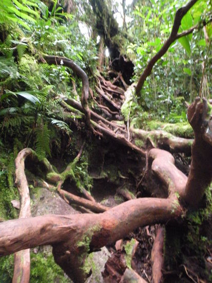 ... danach wurde es steiler und wir mussten ueber viele Hindernisse klettern.