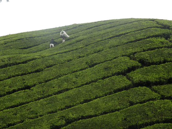 Der Rueckweg fuehrt uns durch Teeplantagen...