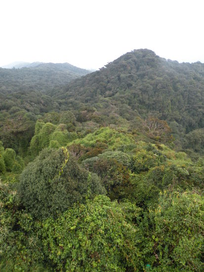 Blick ueber den dichten Regenwald