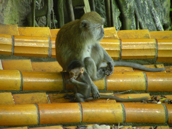 Lange haben wir den Kleinen beim herumtollen zugesehen
