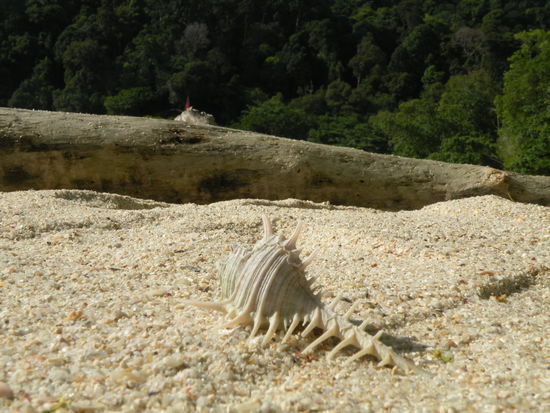 Immer wieder werden schoene Muscheln angespuelt