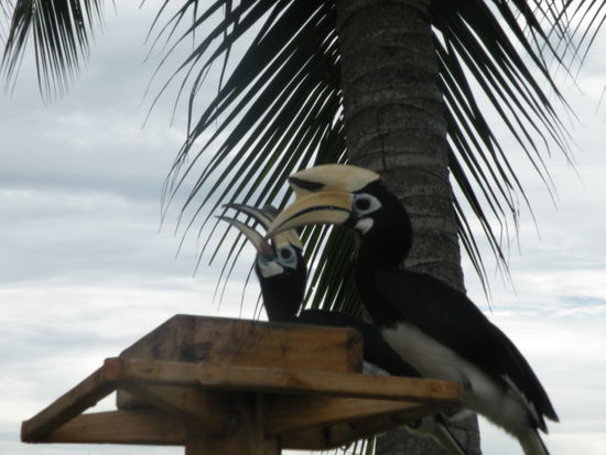 Hornbills. Wir sehen unzaehlige auf der Insel und finden diese Voegel voellig beeindruckend