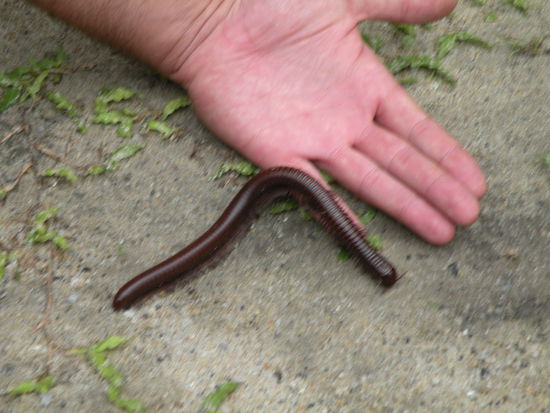 Tausendfuessler, nicht giftig