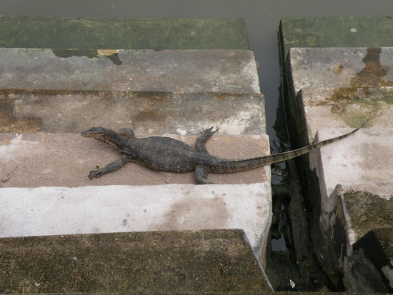 Von diesen Viechern sahen wir Dutzende, in und um den Fluss der Melaka durchquert
