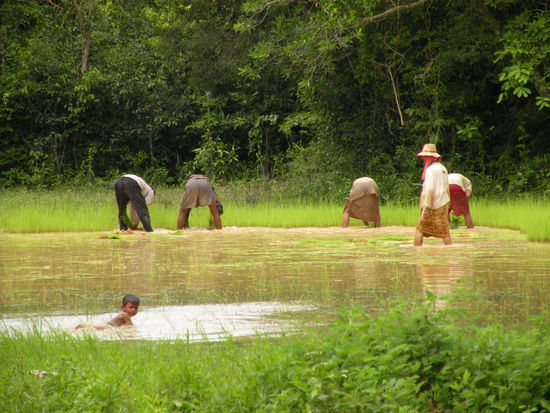 Waehrend unserer Radtour kommen wir auch immer wieder an Reisfeldern vorbei...