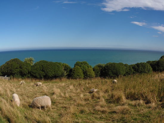 Und treffen dafuer auf Schafe 