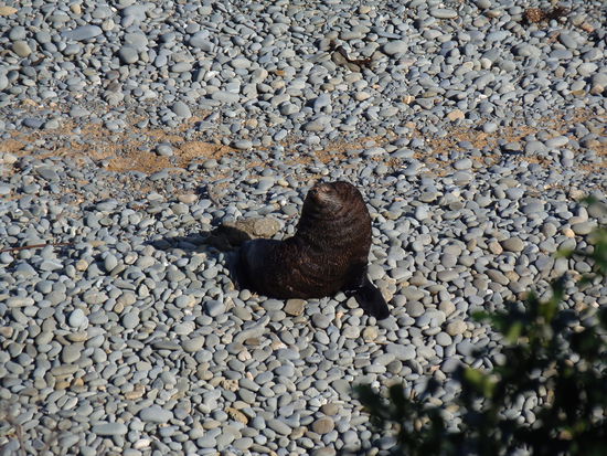 Die Seeloewen jedenfalls sind schon da und geniessen die letzten Sonnenstrahlen.