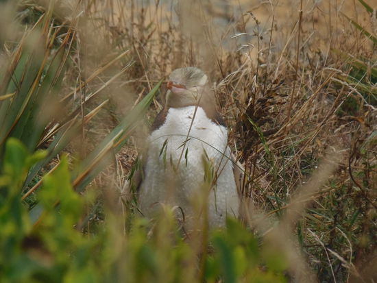 Eierpflege im Busch.