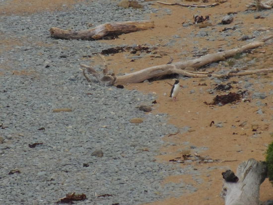 Zu unserer Freude taucht dann nach einer Weile der erste Pinguin auf und watschelt zu seinem Nest. Insgesamt sahen wir an diesem Abend vier von den Voegeln.