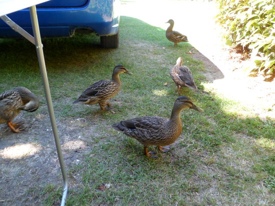 .....gabs dann noch Tierischen Besuch