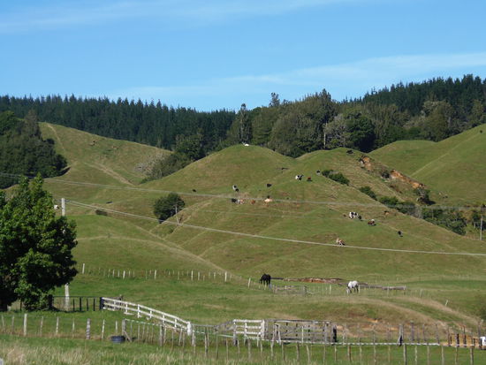 ....und irgendwie vertraute "Kuhlandschaften"