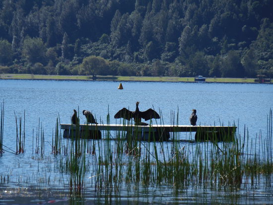 Fluegel ausbreiten zum trocknen