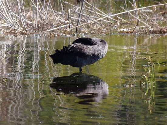 Schwan macht ein Nickerchen