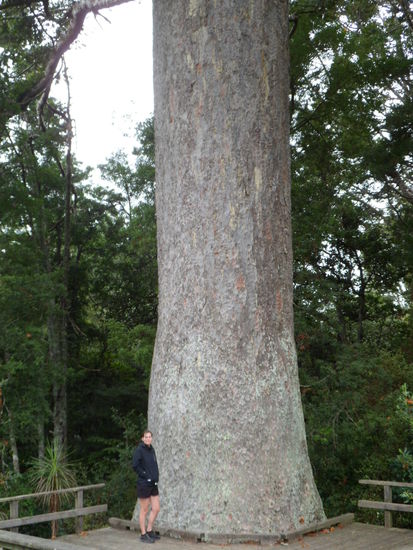 Beeindruckend, diese Baeume
