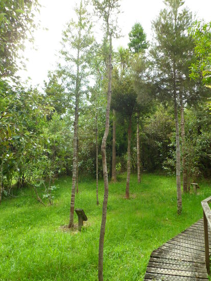 junge, aufgeforstete Kauris