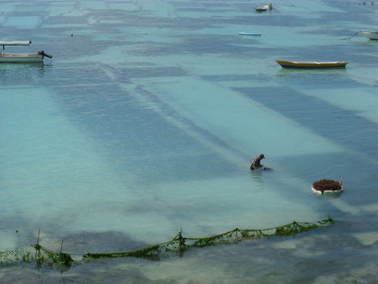 ....  Seegras geerntet....