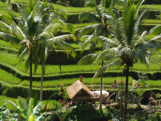 Bali ist auch bekannt fuer seine wunderschoenen Reisterrassen