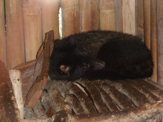 Katze die fuer die "Produktion" des teuersten Kaffees der Welt verantwortlich ist (Kopi Luwak)