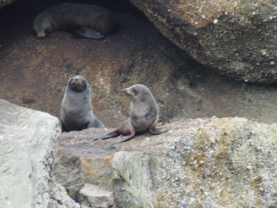 Kurzstop am Shag Point, hier sieht man Robben und...