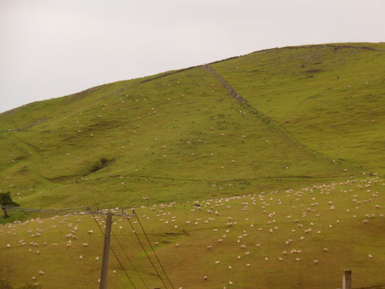 Auf der Peninsula hats viele Schaeflein