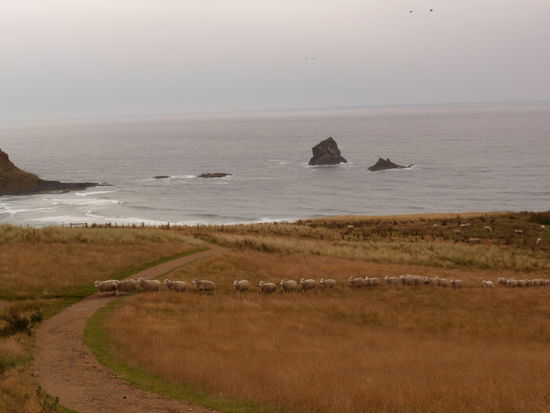 Hier auch, wir wandern zu einer huebschen Bucht, lassen aber den Schafen den Vortritt