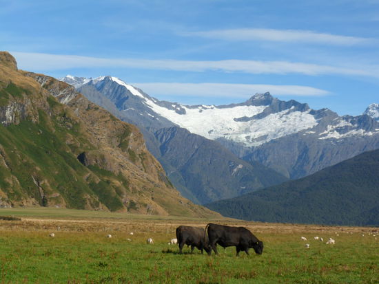 Koennte auch in der Schweiz sein. Blick Richtung Rob Roy Glacier. Unser Wanderziel
