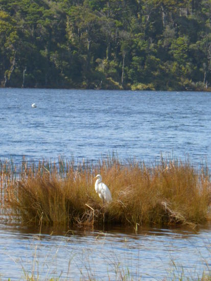 Auch der Reiher geniesst die ersten Sonnenstrahlen