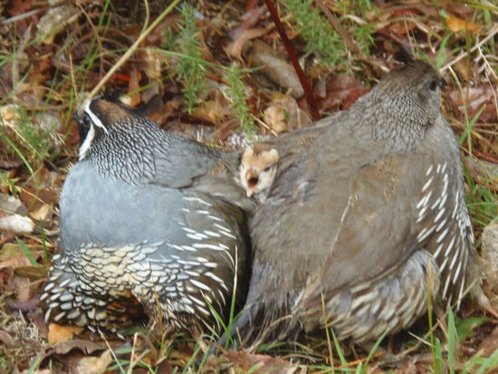 Am Wegesrand. Zwischen den Eltern haben ca. 16 "Bibili" Unterschlupf gefunden. Uebrigens eines unserer absoluten Lieblingspics bis jetzt...